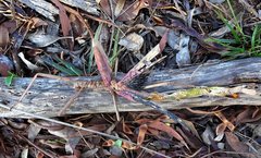 Acrophylla enceladus