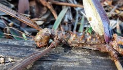 Acrophylla enceladus
