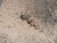 Myrmeleontidae