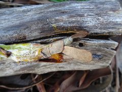 Acrophylla enceladus