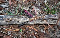 Acrophylla enceladus