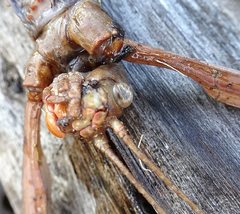 Acrophylla enceladus
