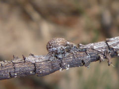 Philopedon plagiatum