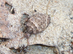 Myrmeleontidae
