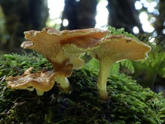 Hygrophoropsis coacta