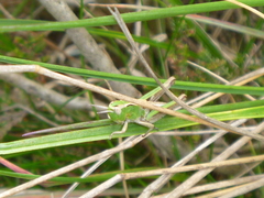 Stenobothrus lineatus