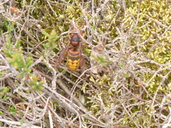 Vespa crabro