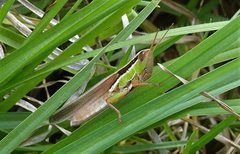 Bermius brachycerus