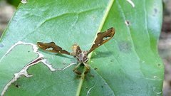 Nycterimorpha speiseri