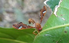 Nycterimorpha speiseri