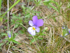 Viola tricolor