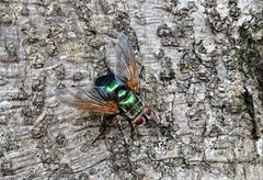 Chetogaster violacea-viridis