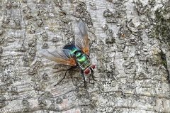 Chetogaster violacea-viridis