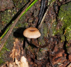 Entoloma readiae