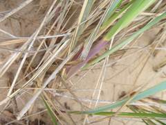 Ammophila arenaria