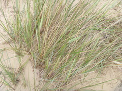 Ammophila arenaria