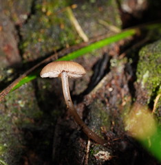 Entoloma readiae