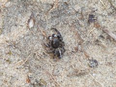 Pellenes tripunctatus