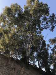 Eucalyptus camaldulensis