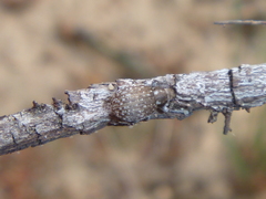 Philopedon plagiatum