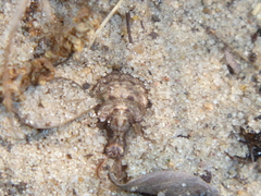 Myrmeleontidae