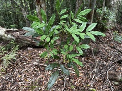 Ormosia hengchuniana