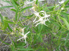 Clematis linearifolia