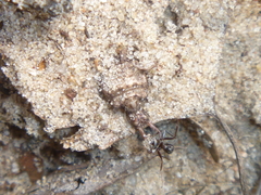 Myrmeleontidae