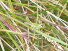 Stenobothrus lineatus