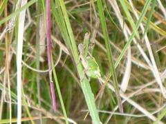 Stenobothrus lineatus