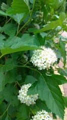 Physocarpus opulifolius