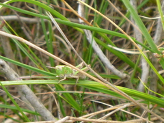 Stenobothrus lineatus