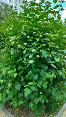 Physocarpus opulifolius