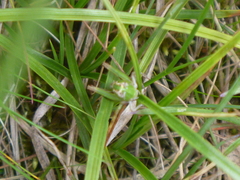 Stenobothrus lineatus