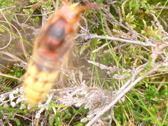 Vespa crabro