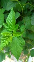 Physocarpus opulifolius