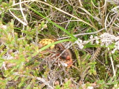 Vespa crabro