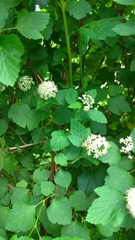 Physocarpus opulifolius