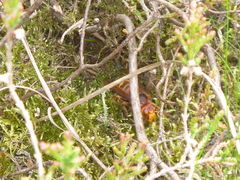 Vespa crabro