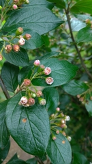 Cotoneaster lucidus