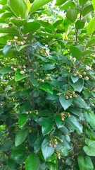 Cotoneaster lucidus