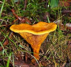 Austropaxillus