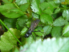 Pompilidae