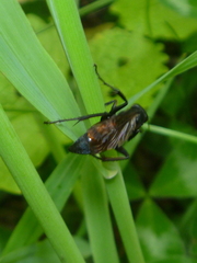 Pompilidae