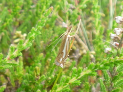 Crambus pratella