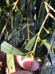 Eucalyptus camaldulensis