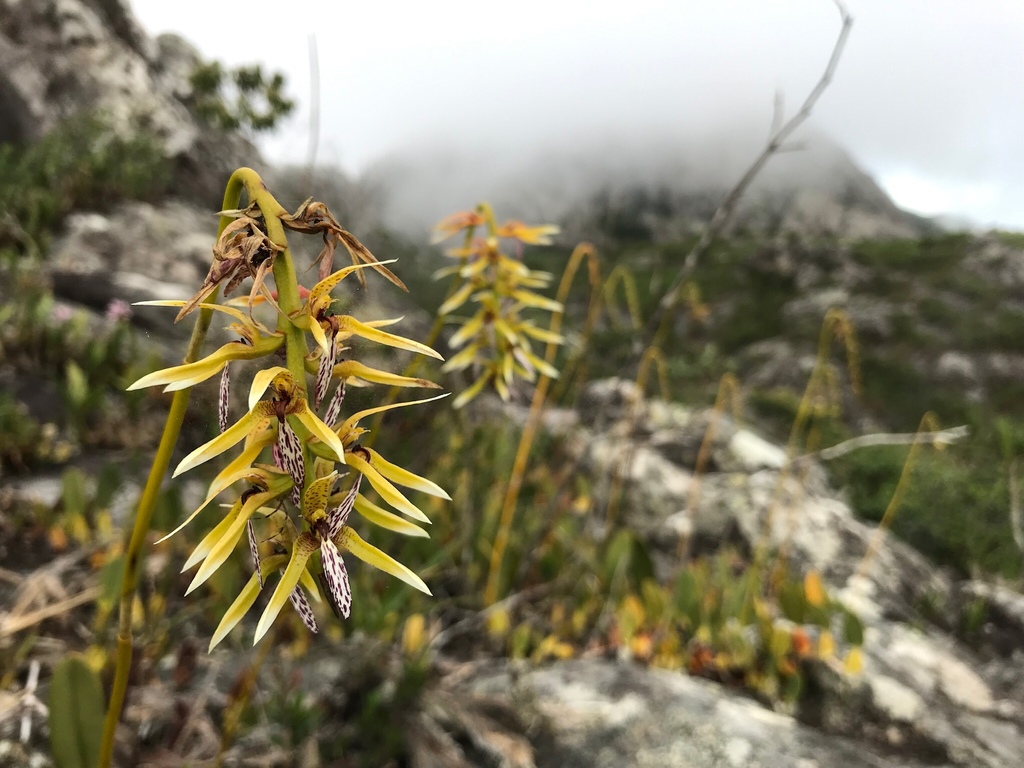 Bulbophyllum weddellii