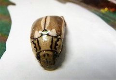 Anoplognathus abnormis