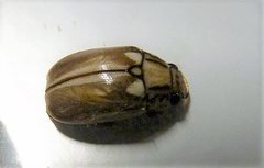 Anoplognathus abnormis