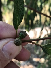 Eucalyptus camaldulensis